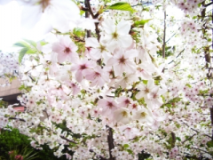 桜