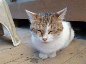 介護福祉士さん