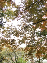 02紅葉2009.11.10