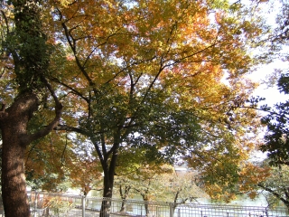 2010.11紅葉01