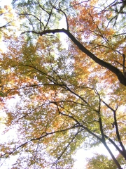 2010.11紅葉03