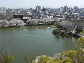 さくら2011.4.12-02